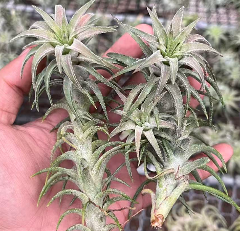 Гузмания Драгон Ридге Ванхан 6 10