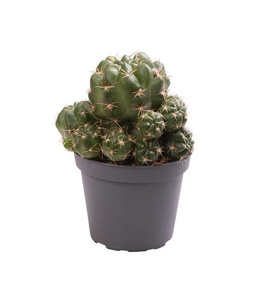 MATUCANA POLZII, D 6 cm