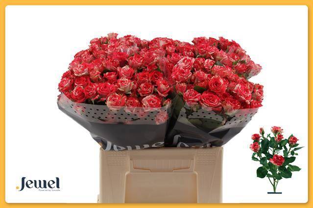 Роза куст. Фаеворкс 40, шт.