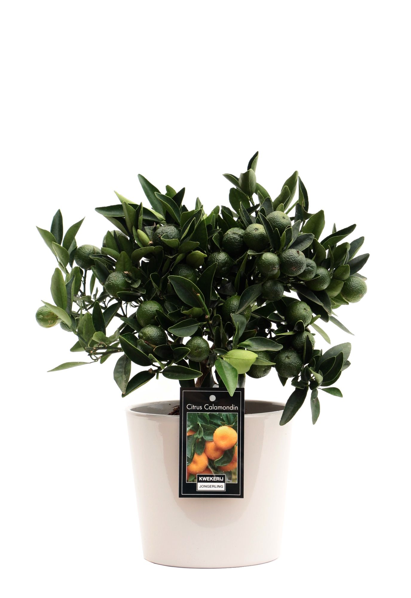 Calamondin in Keramiek Roma grijs, D 16