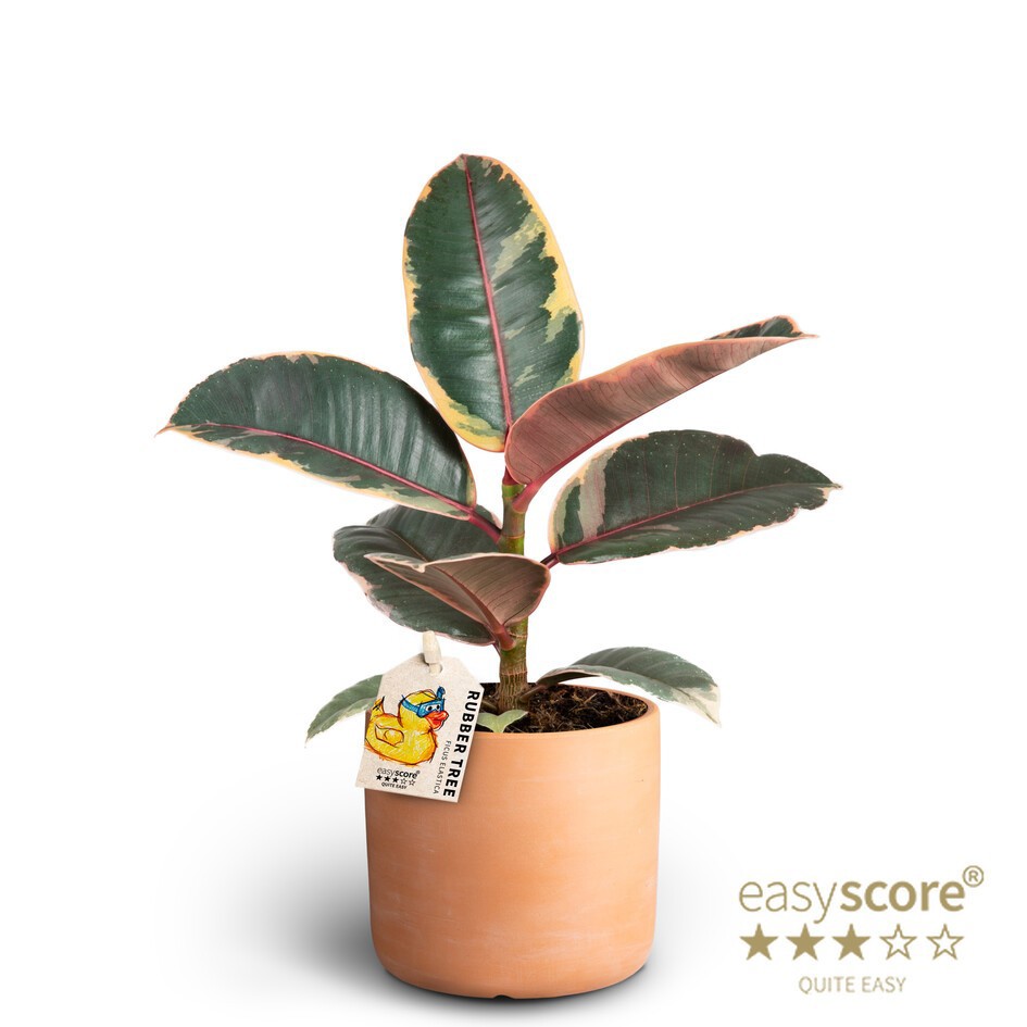 Raw Terracotta, Ficus elastica ´Belize´, D 10