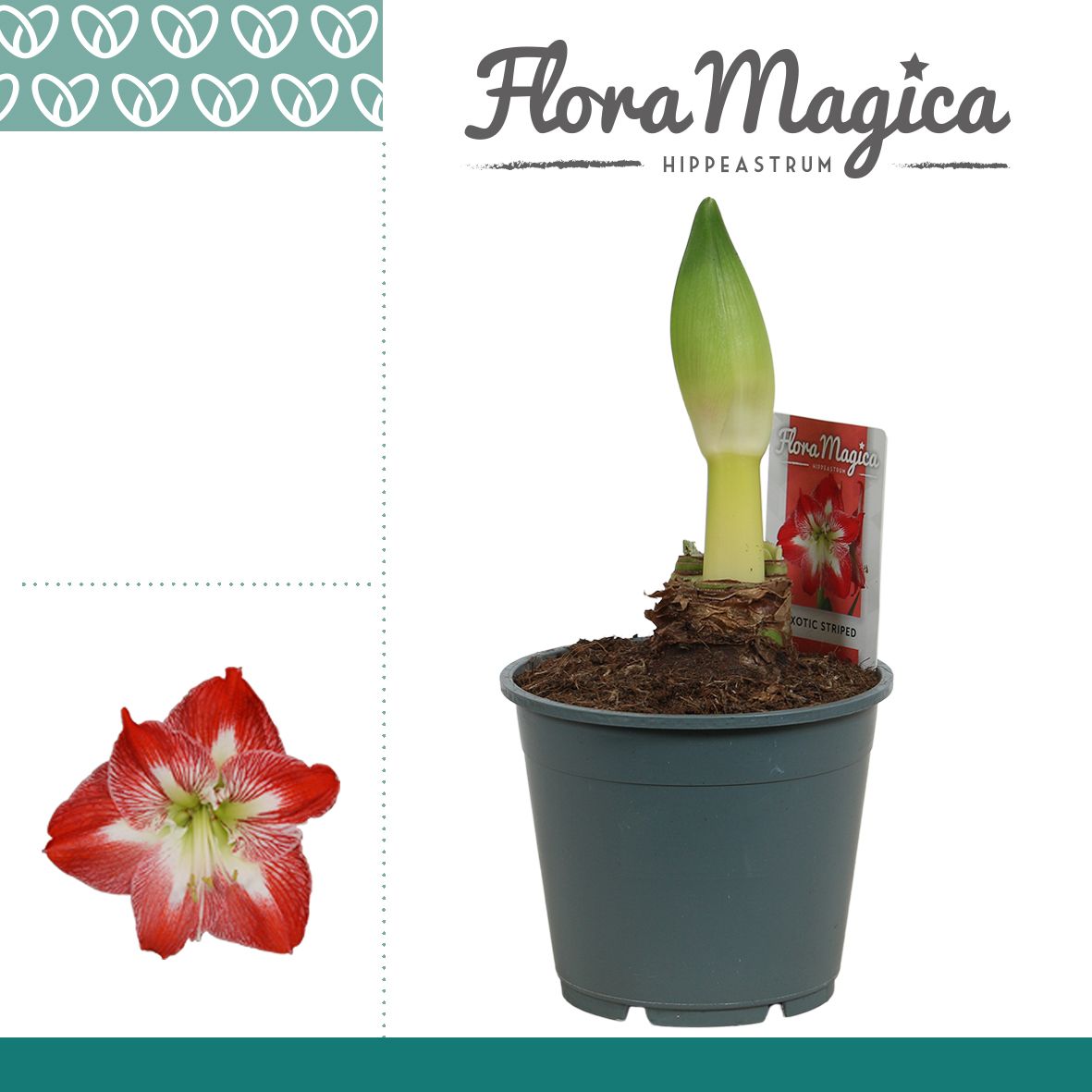 Amaryllis Exotic Striped 1 Knop, D 14