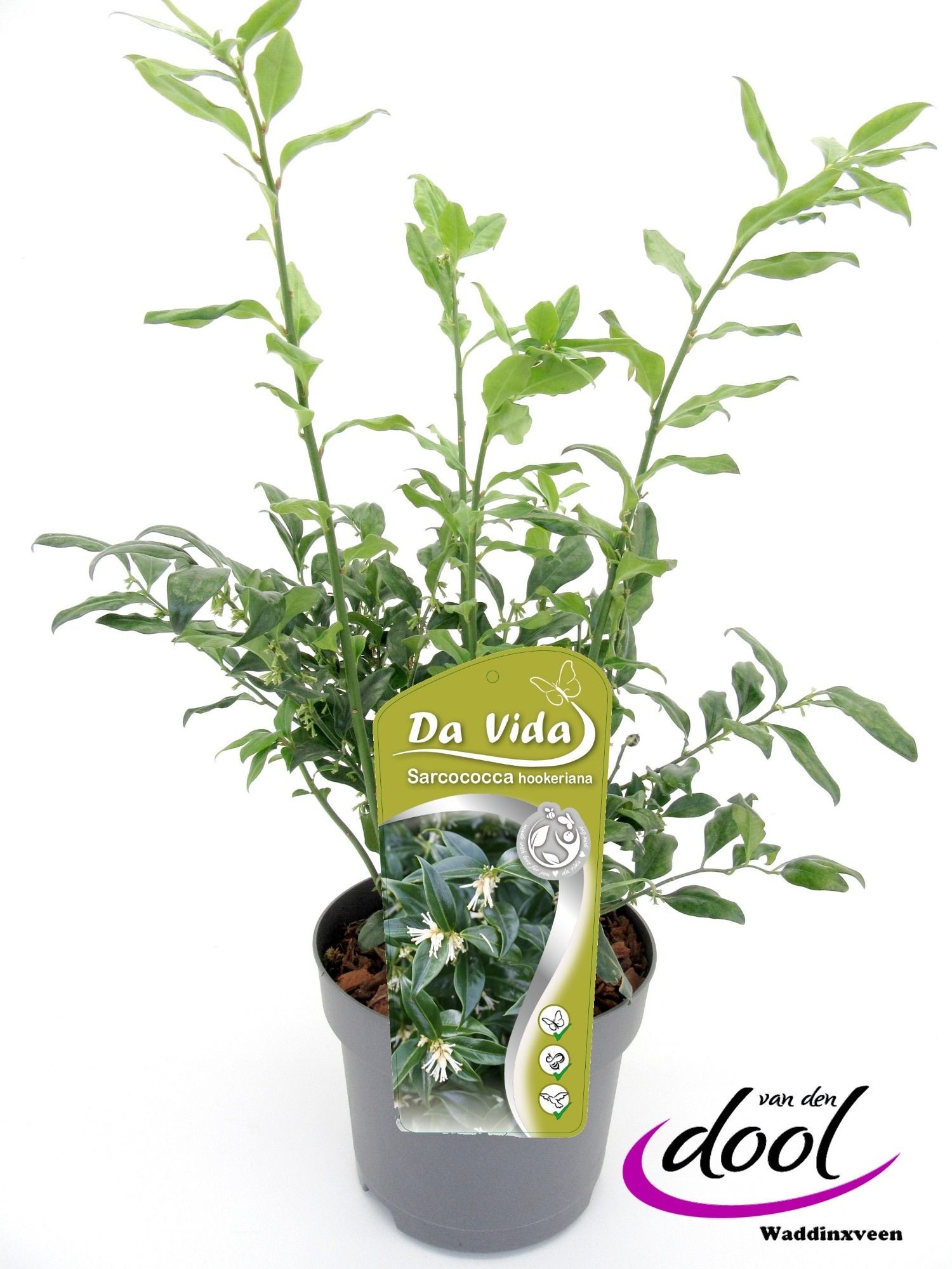 Sarcococca hookeriana, D 19