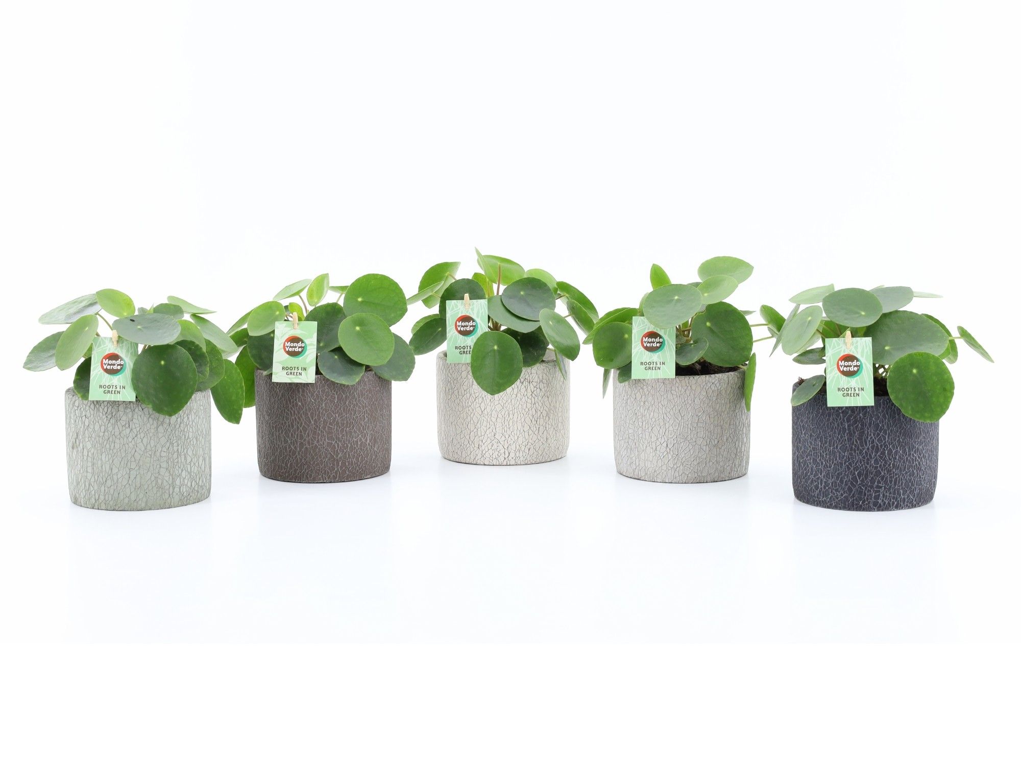 Pilea Peperomioides in Classic Stone, D 14