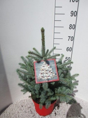 Picea pungens Super Blue 50-60 P28, D 28 cm