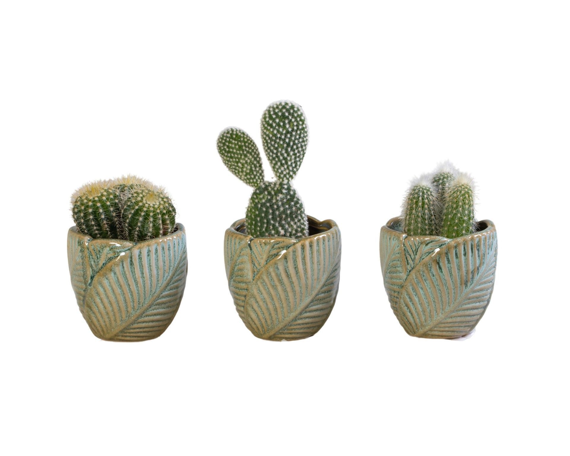 L 65960 with Cactus Mix 6 cm, D 6