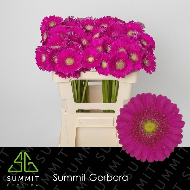 Гермини Вивьен, шт.