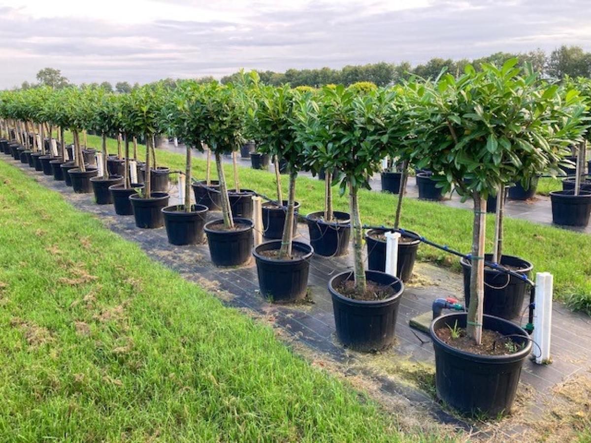 Prunus l. 'Novita', D 55