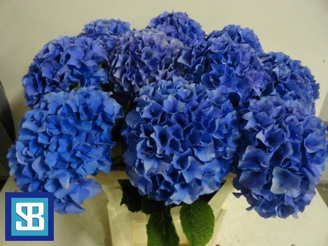 Гортензия Роял Парад 80, шт.