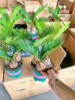 Саго цикас Премиум Галлон Потс Три Сетс оф Кйкадс 14 35