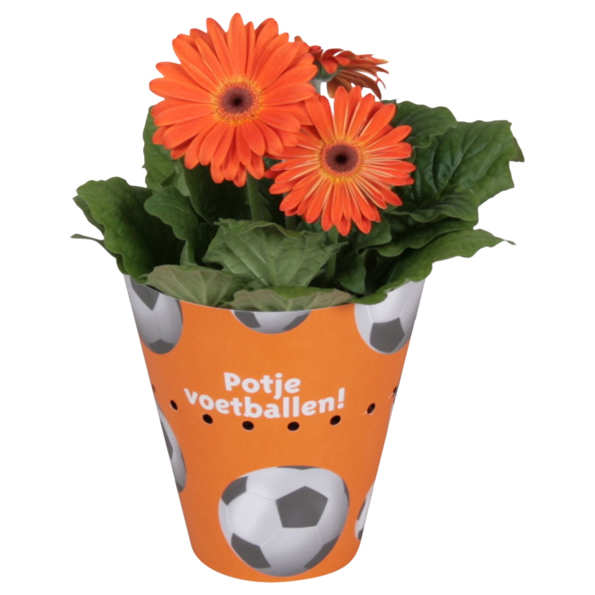 Gerbera gemengd 2+bl. 12cm in voetbalpotcover oranje, D 12 cm