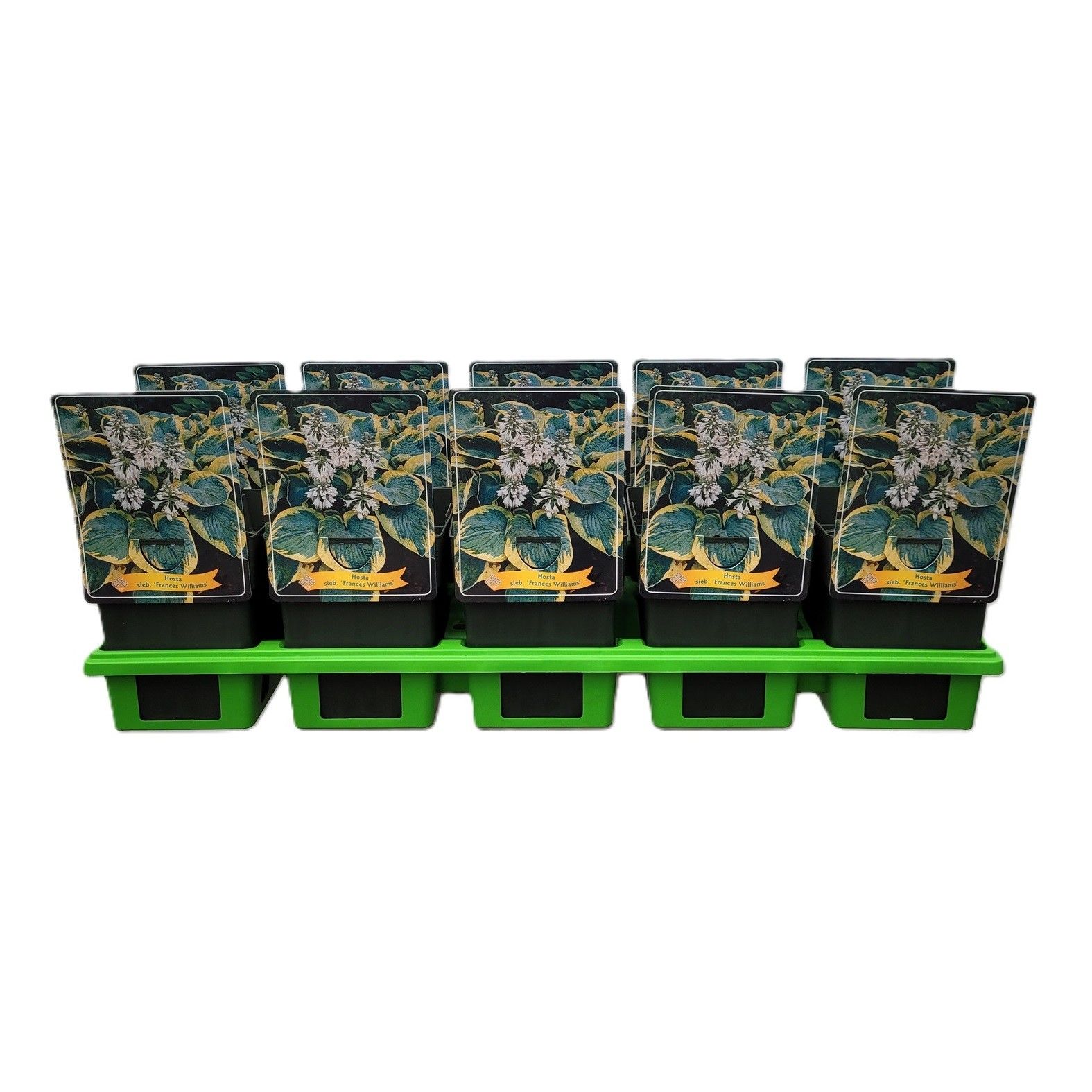 Hosta sieboldiana 'Frances Williams' P11, D 11