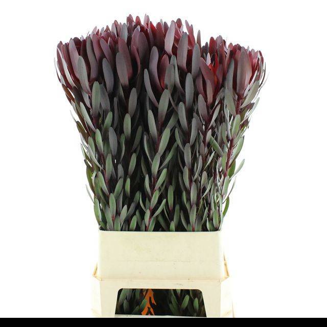 Леукадендрон Сафари Сансет 100 (красн.), шт.