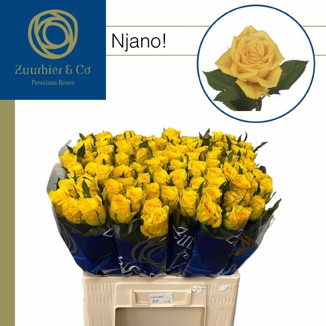 Роза од. Няно! 60, шт.