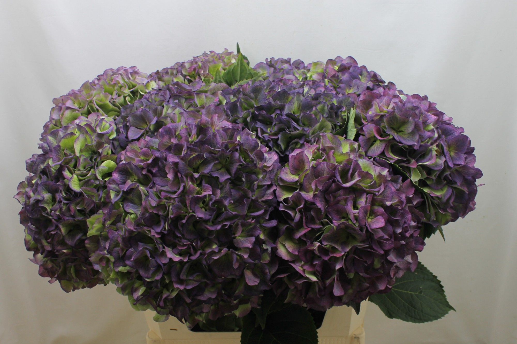 Гортензия Роял Бенефит Классик 80, шт.