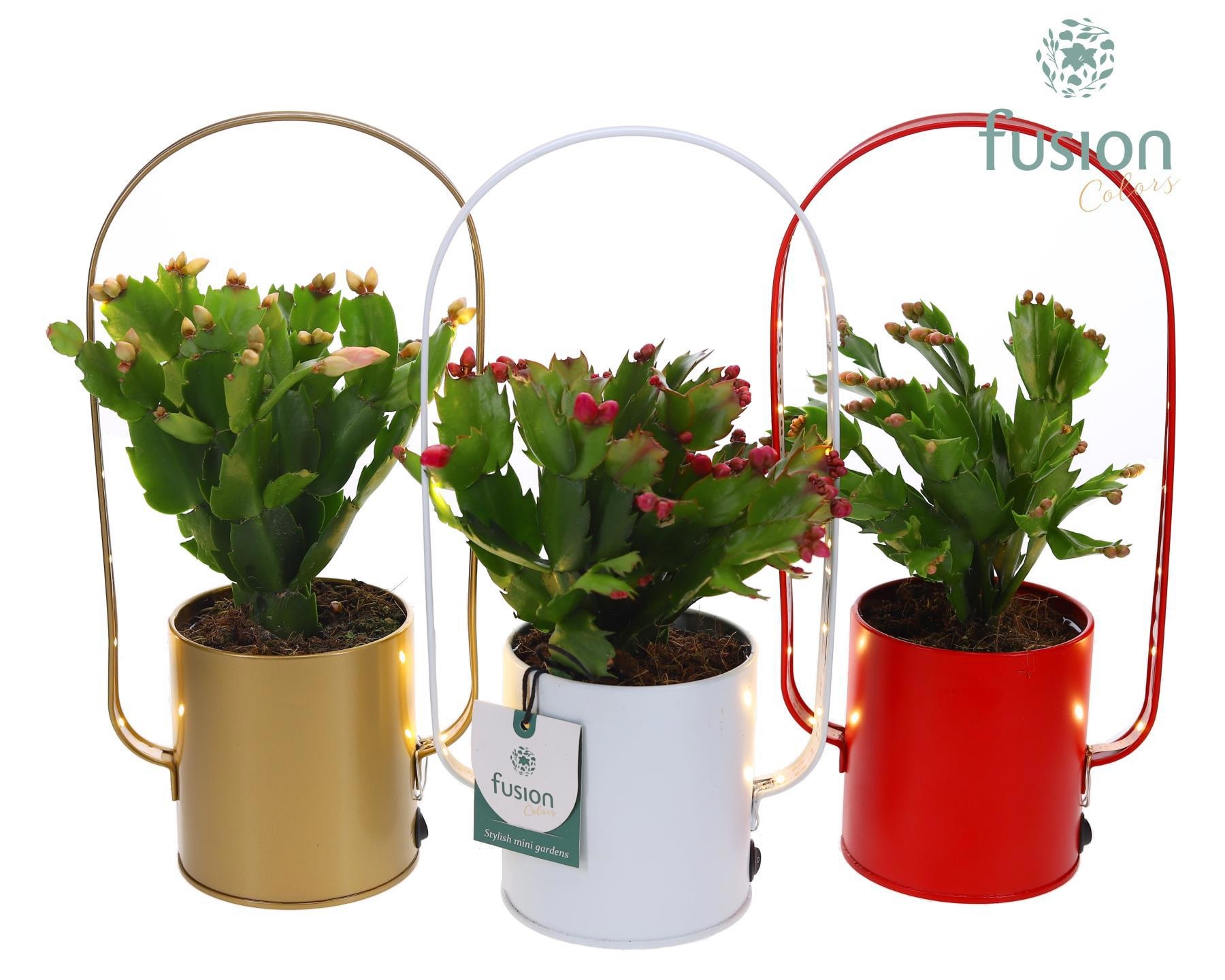Led planter zink boog met Schlumbergera, D 9 cm