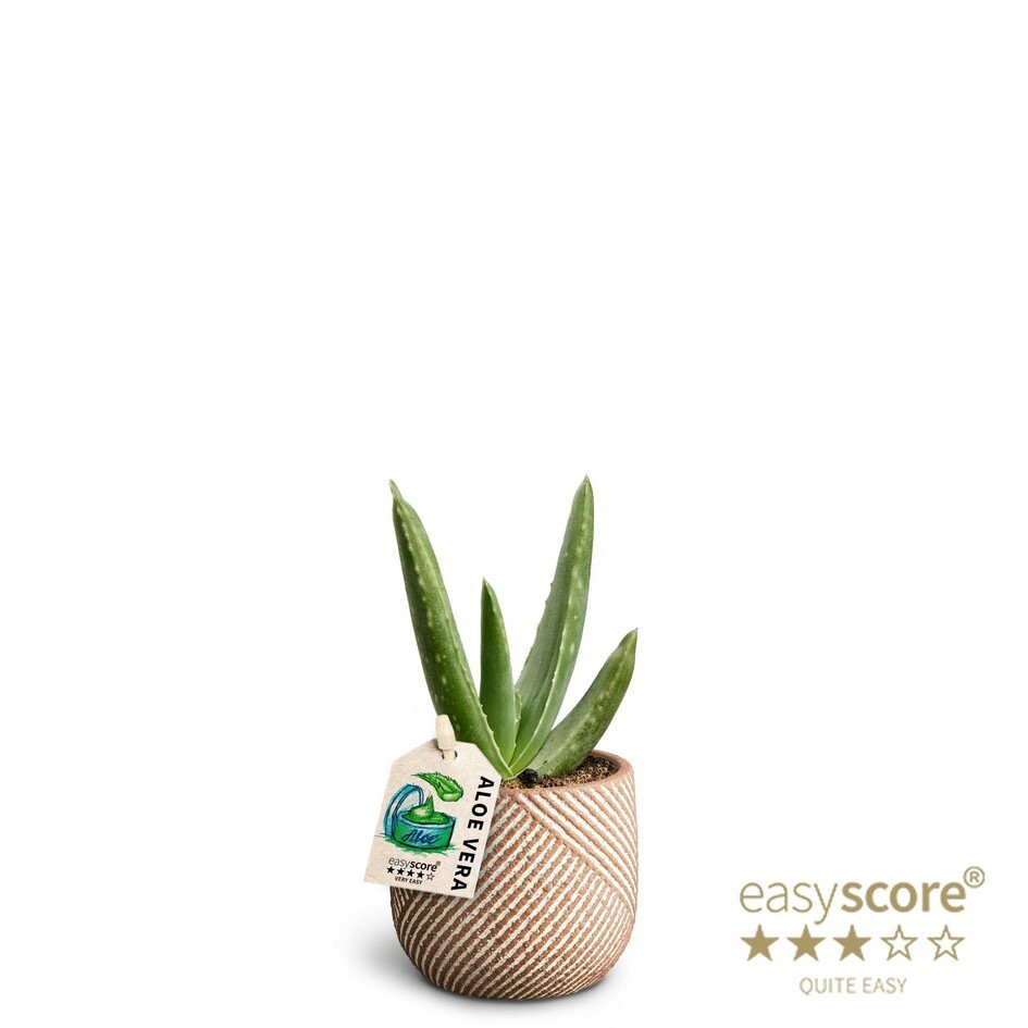 ALOE VERA 40669642 Grove, D 7