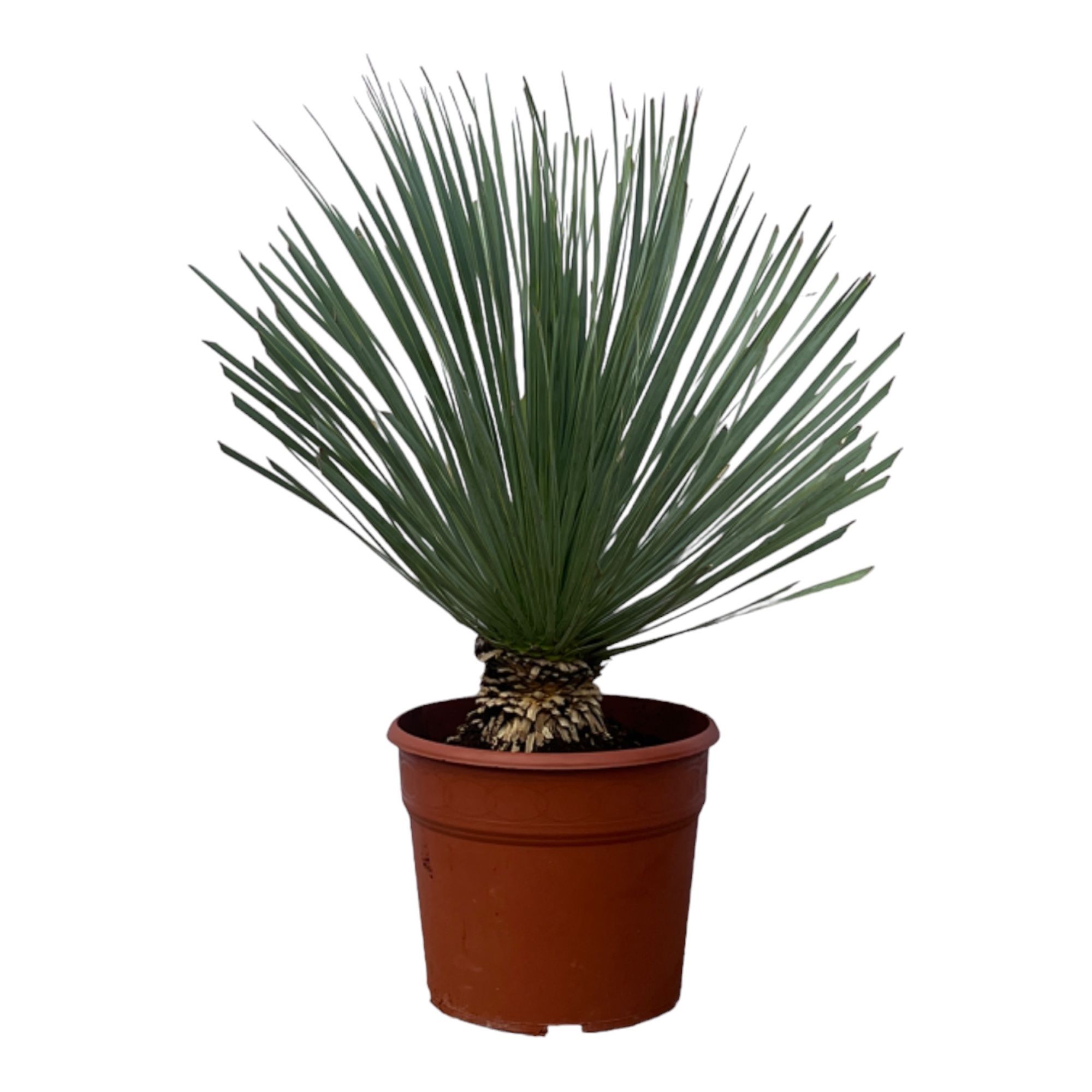 Yucca Rostrata - 75cm, D 32