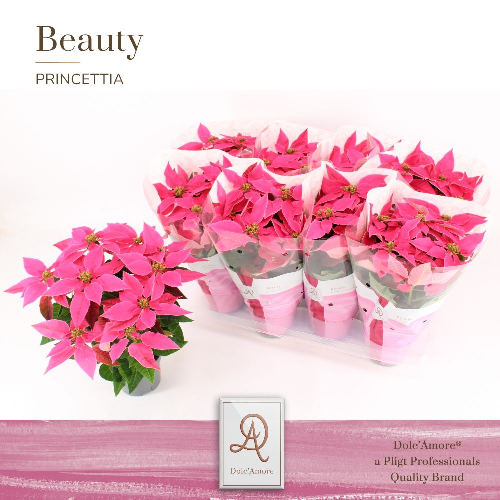 Princettia Dark Pink P12 Dolc'Amore®, D 12 cm