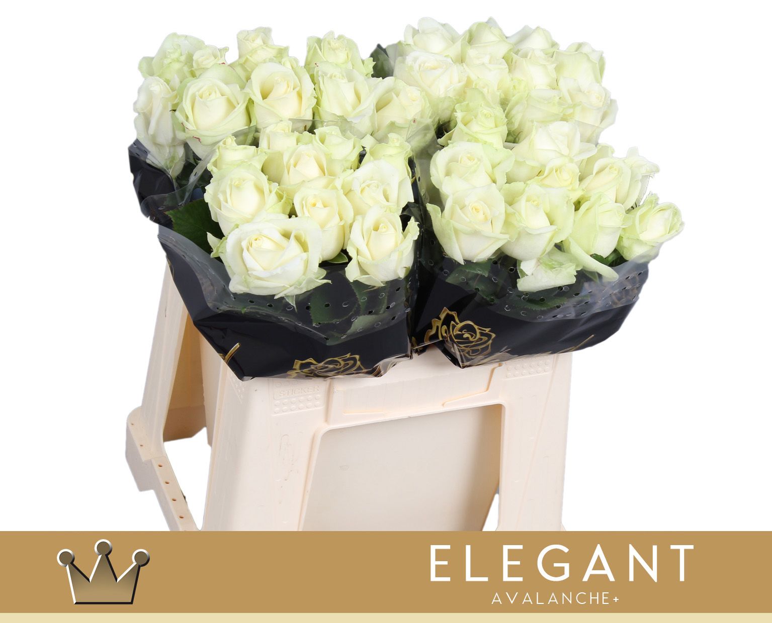 Роза од. Аваланш+ 40, шт.