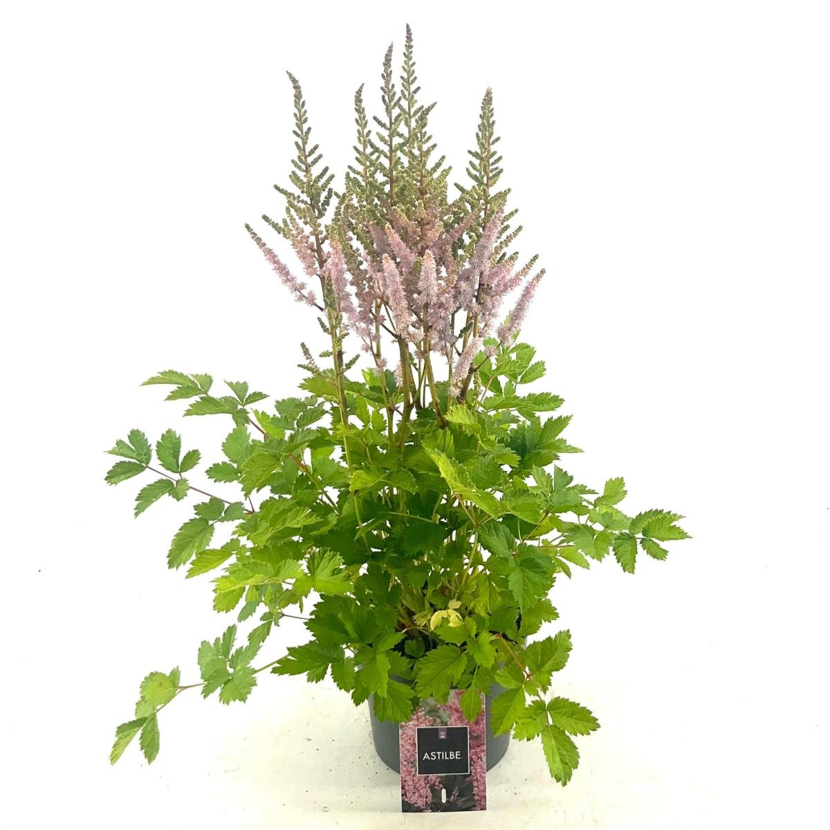 Astilbe c. 'Pumila', D 17 cm