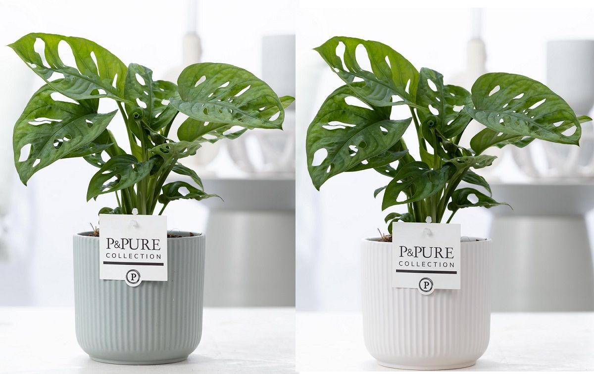 Monstera Adansonii in P&PURE Sophie cer. ass.2, D 12