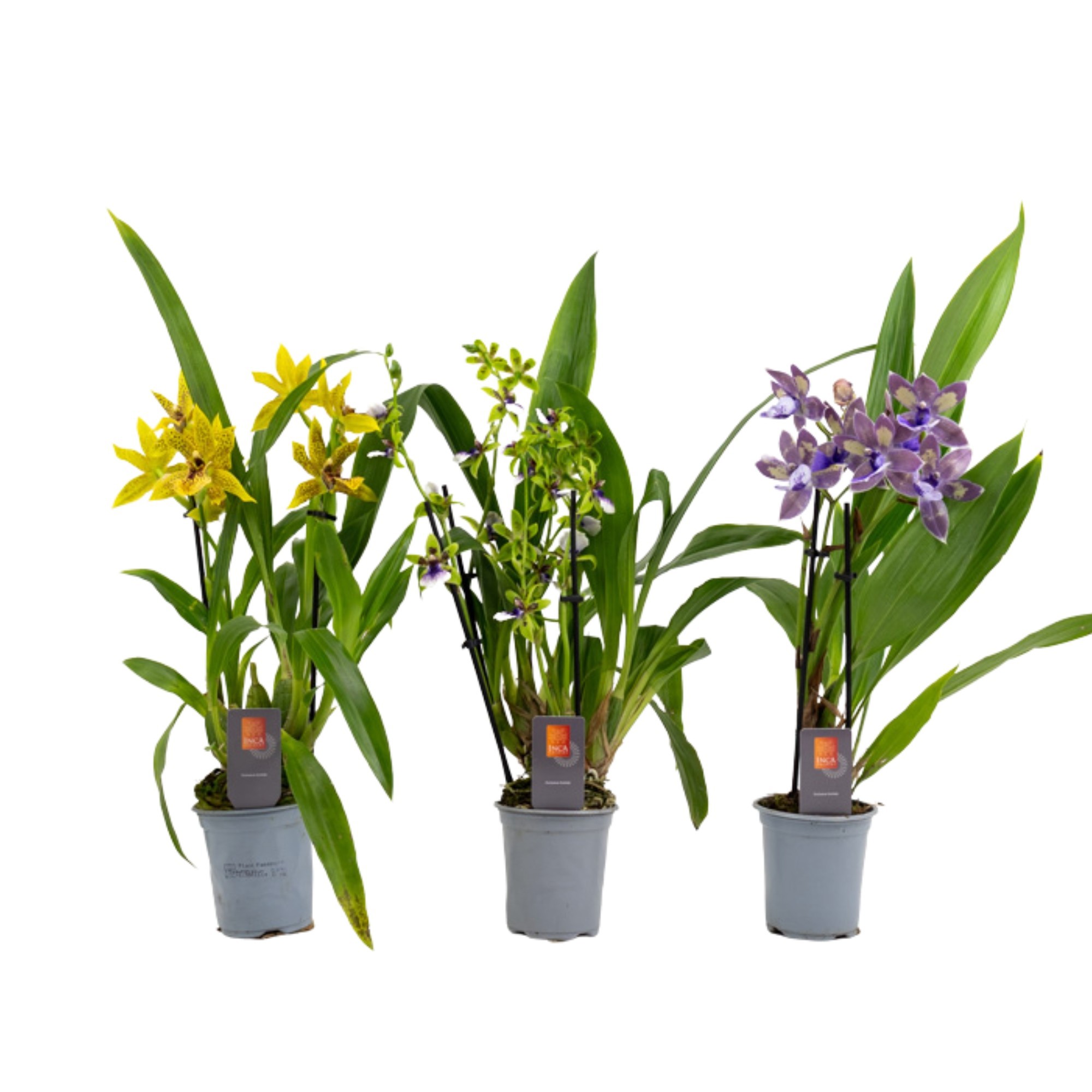 Inca Zygopetalum 3+ spike 9cm, D 9