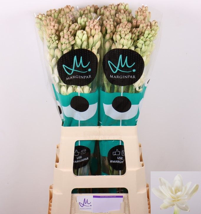 Полиантус Элви Айвори 70 (бел.), шт.