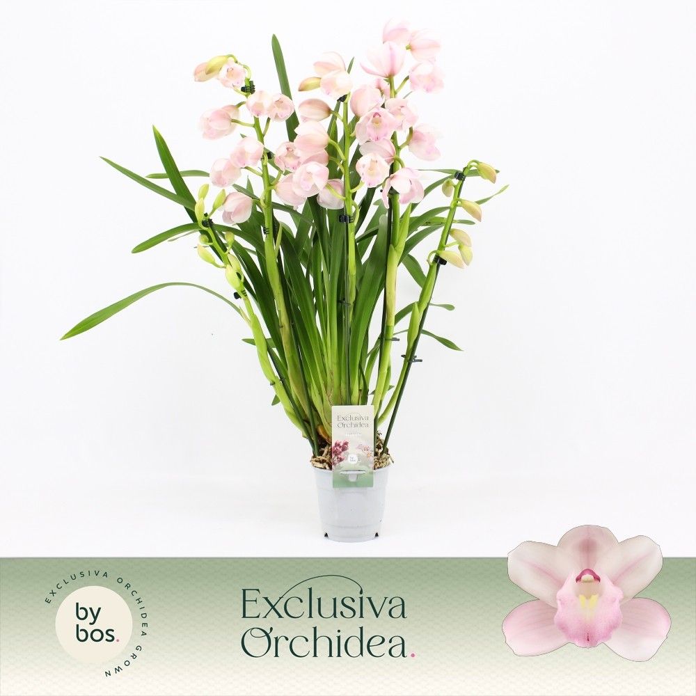 Cymbidium, Pink Bell 5-spike 'Exclusiva Orchidea', D 12