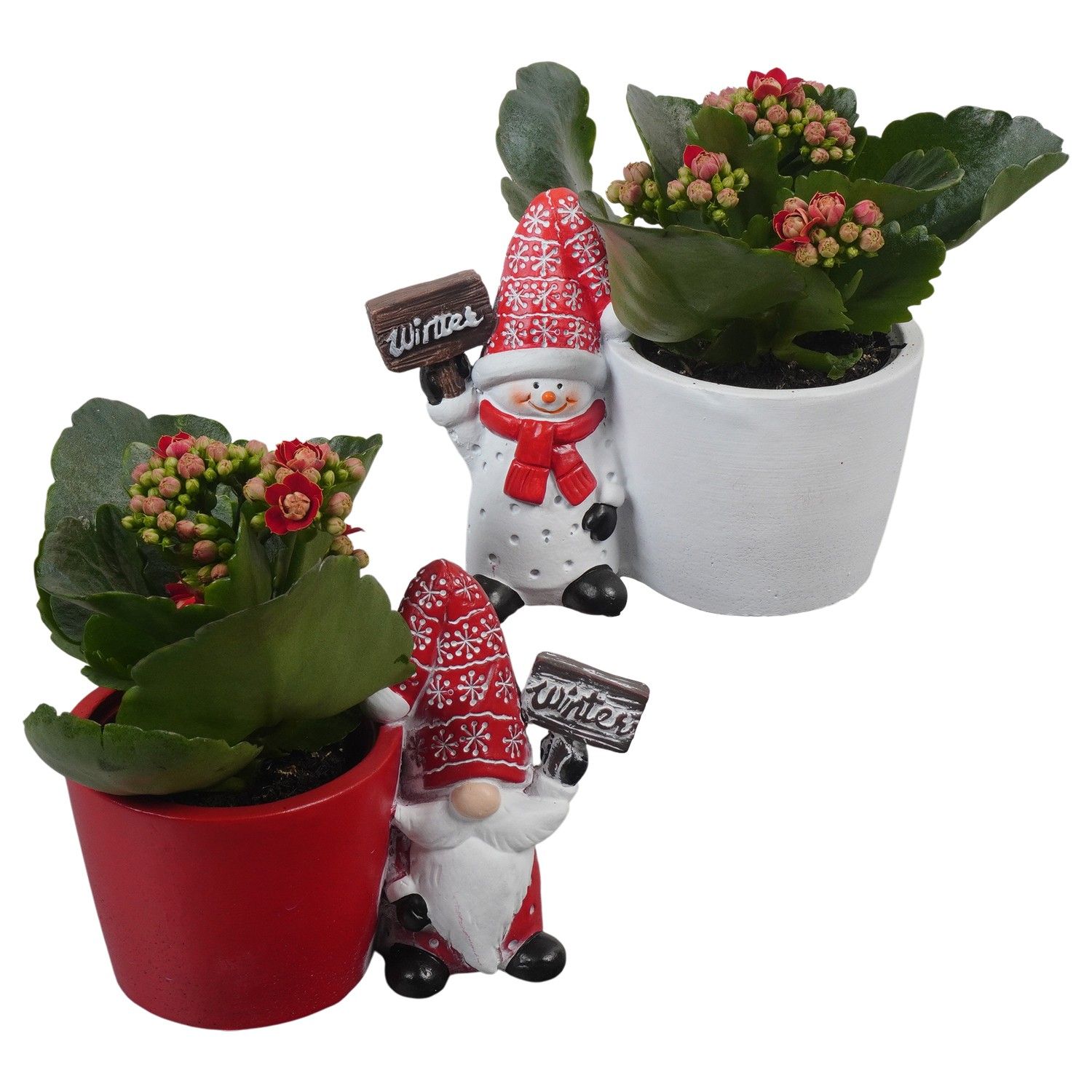 PTCHR7279 Arrangement Christmas Red in keramiek pot, D 12 cm