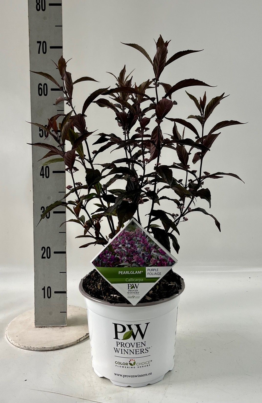 Callicarpa 'Pearl Glam' -R-, D 23