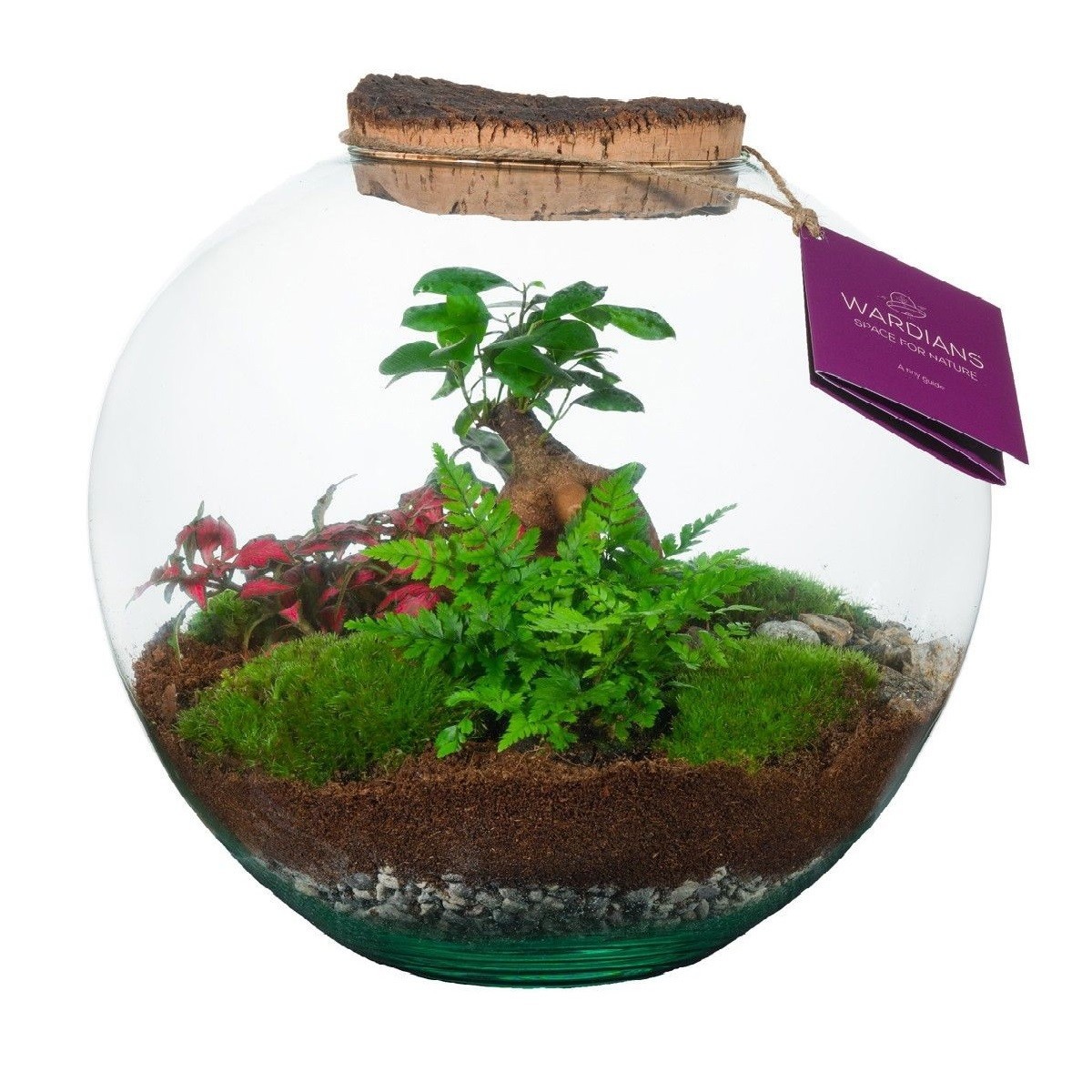 Wardians Terrarium - Moon medium, D 26