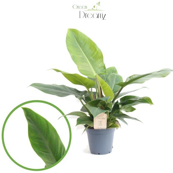 Philodendron 'Imperial Green', D 17 cm