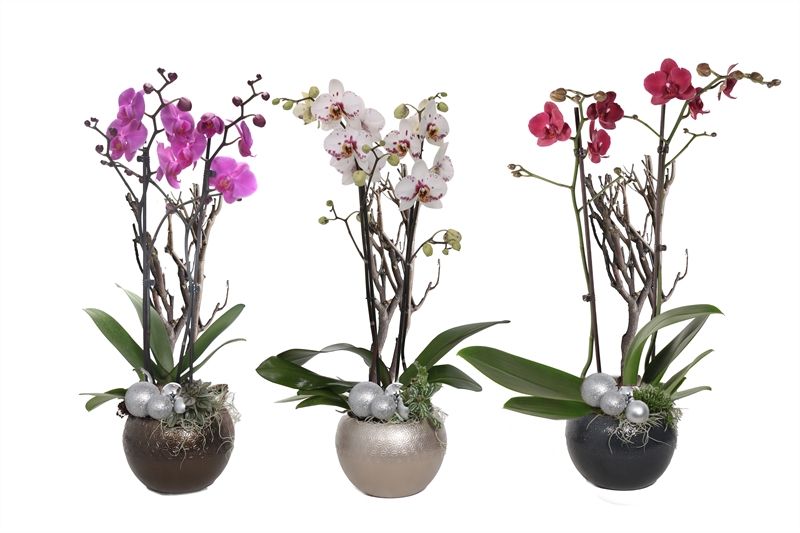 Lisa p14 bolpot symmetric mix Phal mix 2T14+, D 12