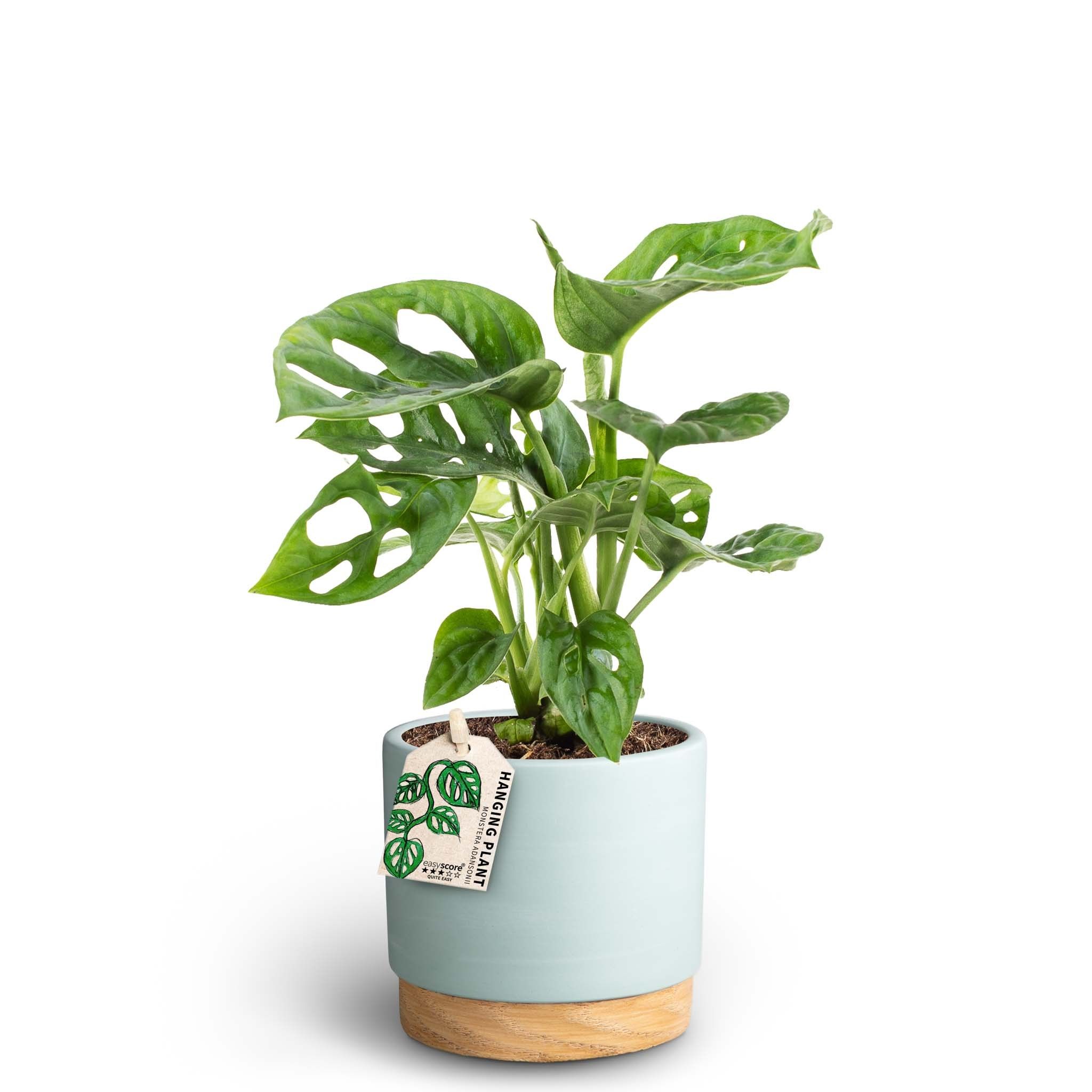 Woodbase Sky Blue, Monstera adansonii, D 12