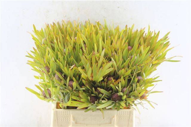 Леукадендрон Кониферум 40, шт.