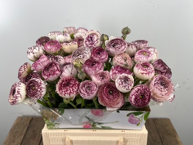 Ранункулус Андреа Каппуччино 40 (оранж.), шт.