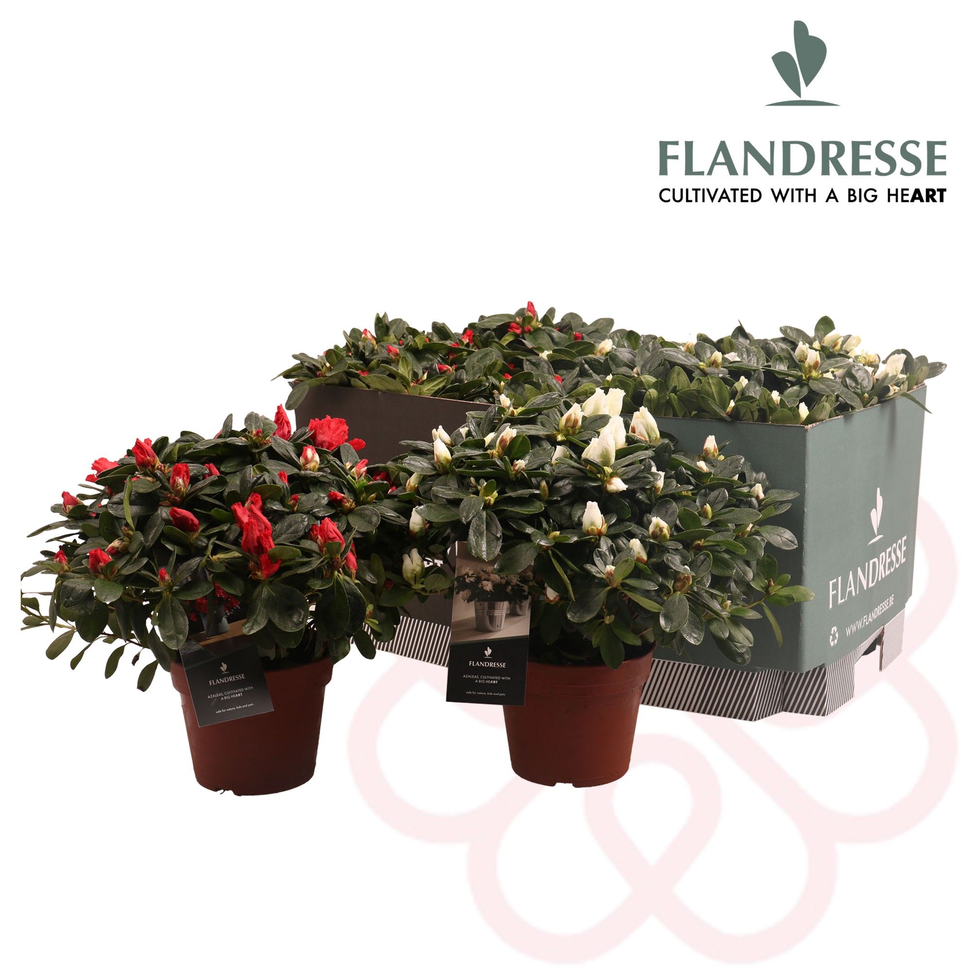 Azalea Flandresse® 'mix tray rood & wit' 30 - 32 cm, D 14