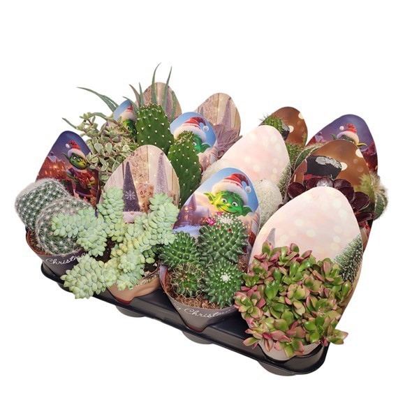 CACTUS AND SUCCULENT MIX Ø 10.5 CHRISTMAS POTCOVER ELVES AND GRINCH - TRAY 12 PCS, D 10,5
