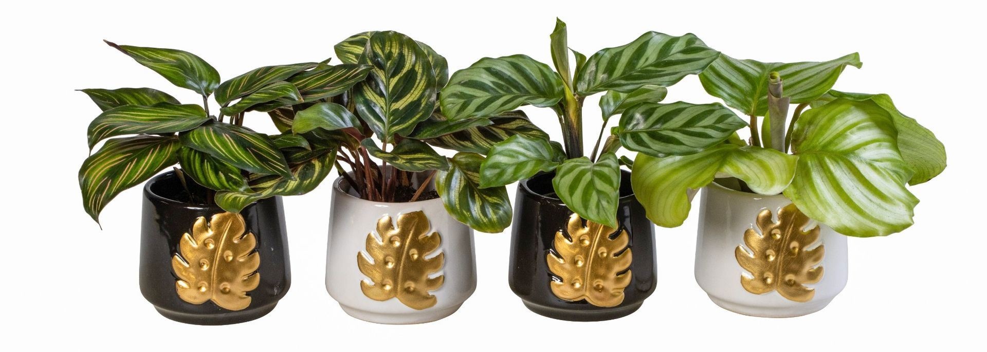 L 66157 With Calathea Mix 6 cm, D 6