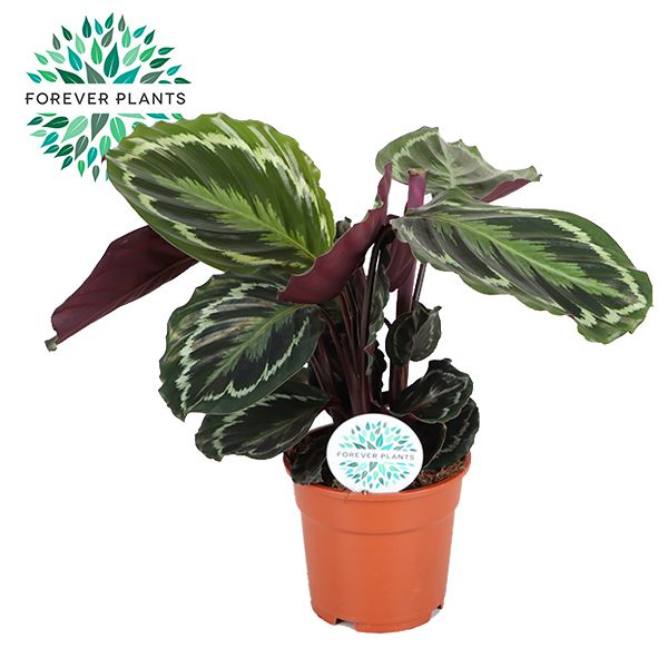 Calathea Medallion p17, D 17