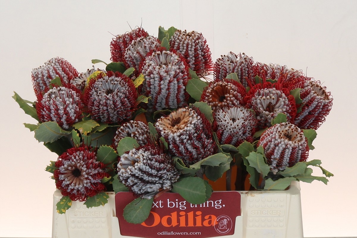 Банксия Кочинея 35, шт.