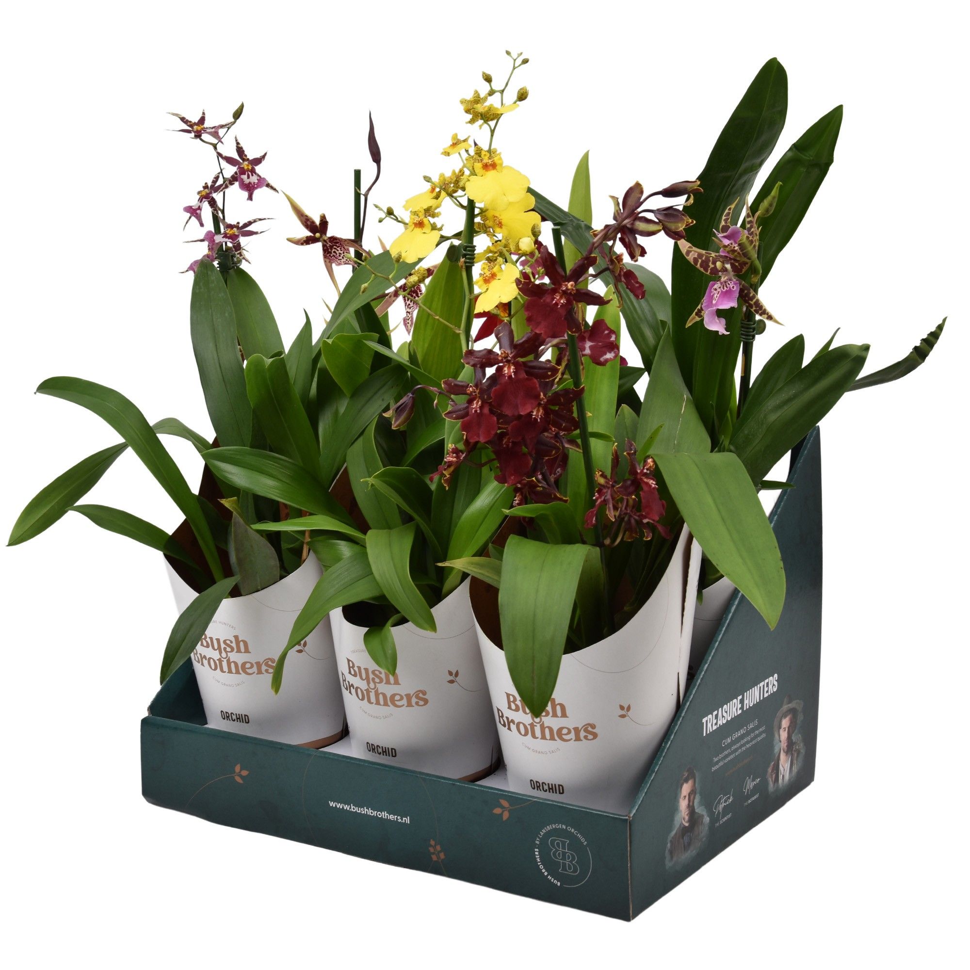 Orchideeën mix A1 kort in Bush Brothers showdoos met potcover, D 12