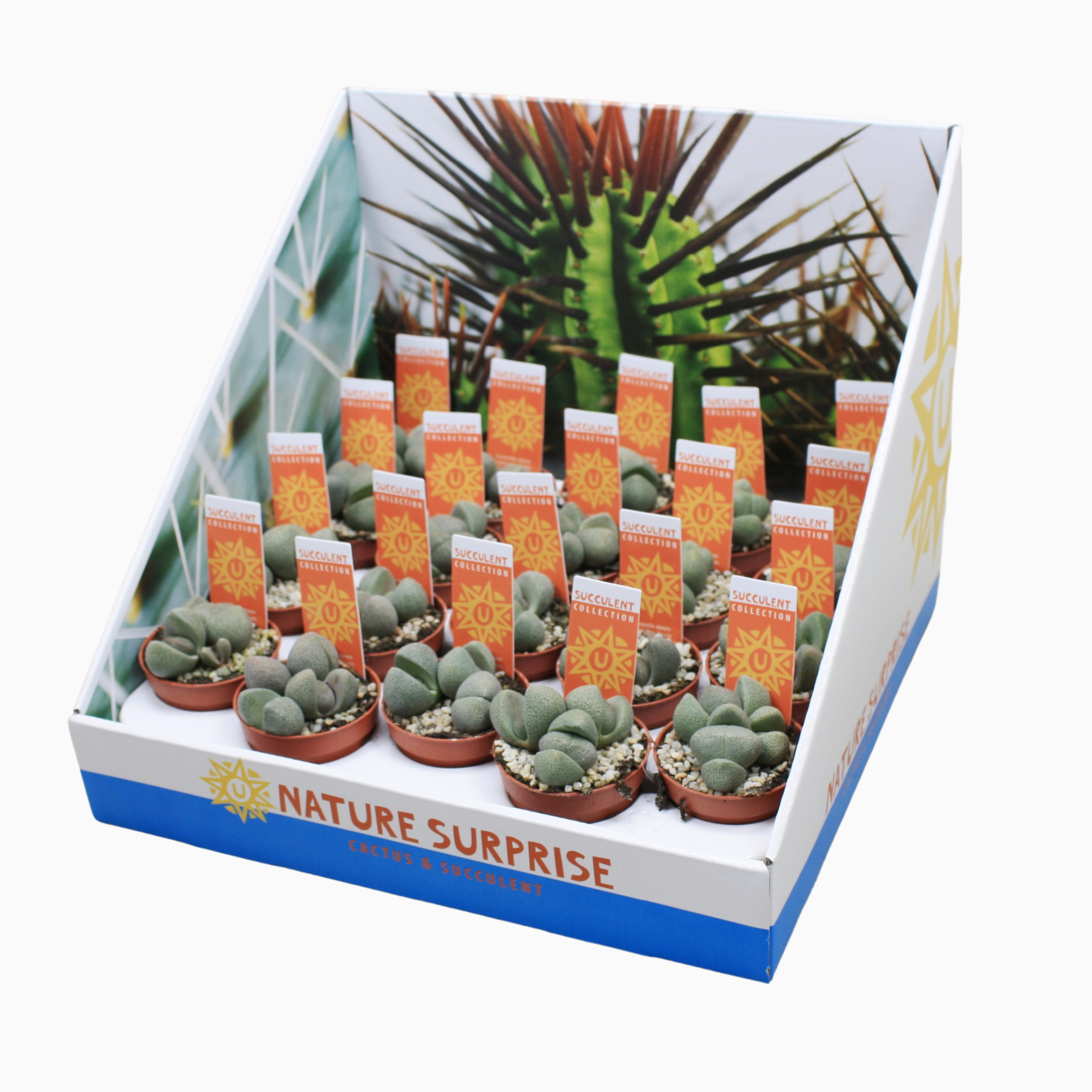 Levende stenen 5,5 cm pleiospilos nellii met etiket in presentatiedoos, D 5,5