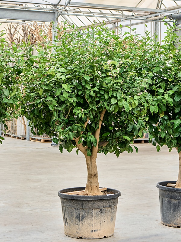 Citrus lemon (220-260), D 75 cm