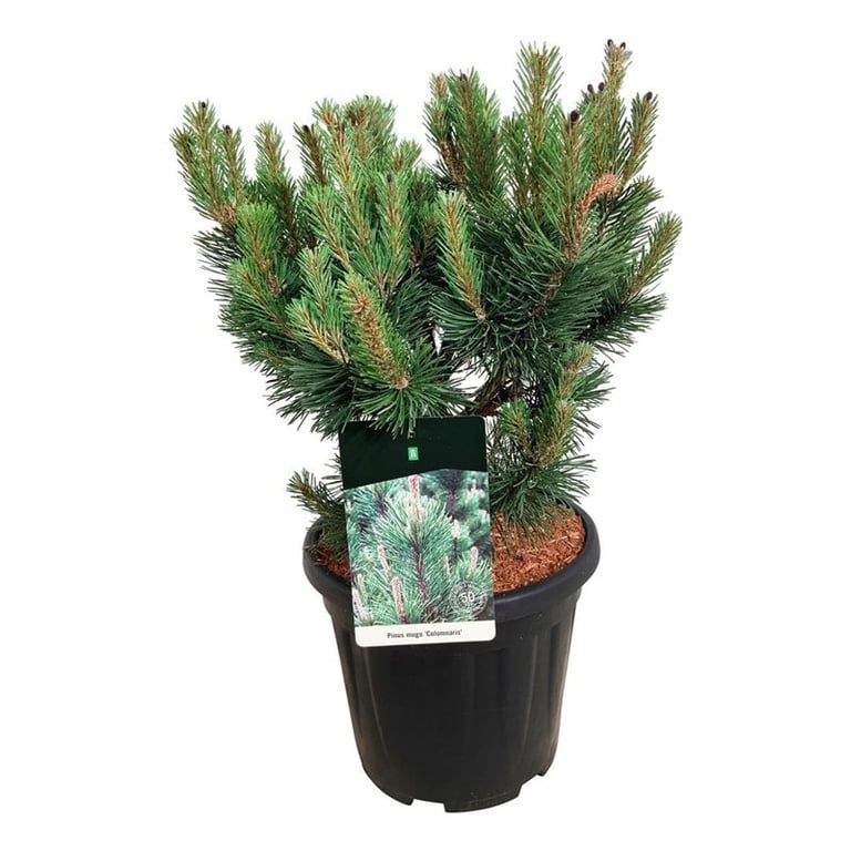 Pinus mugo 'Columnaris', D 32
