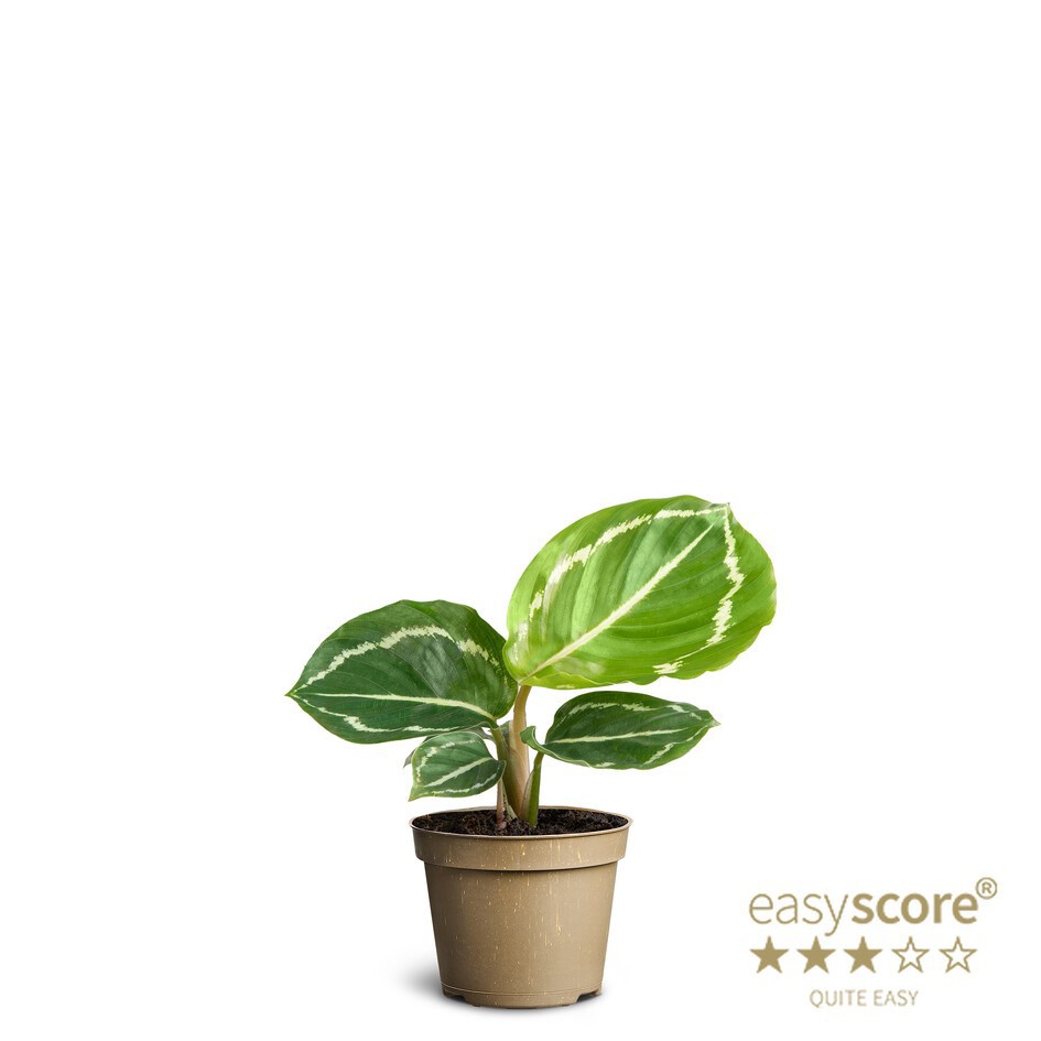 CALATHEA ROSEOPICTA, D 6 cm