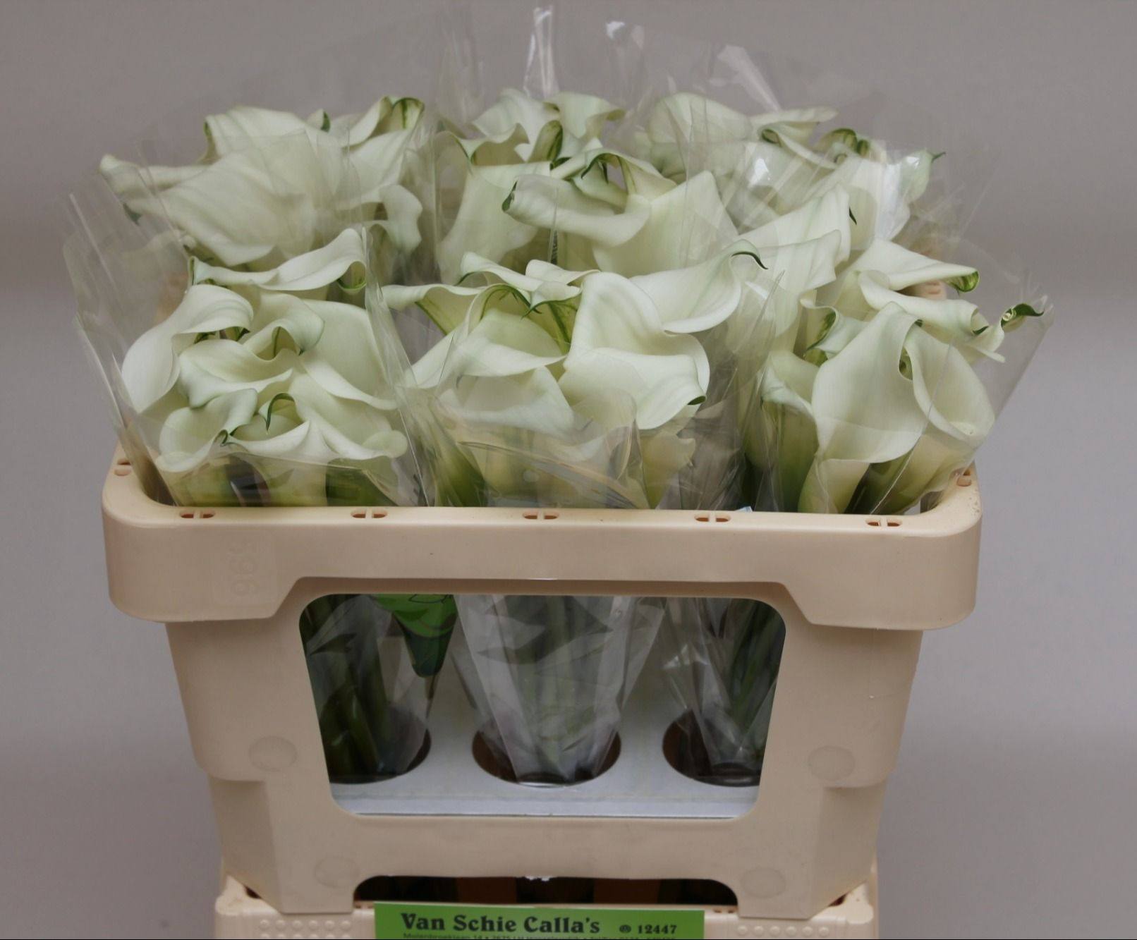 Калла Кристал Блаш 50 (бел.), шт.