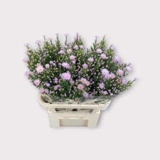 Астер Клаудия 85, шт.