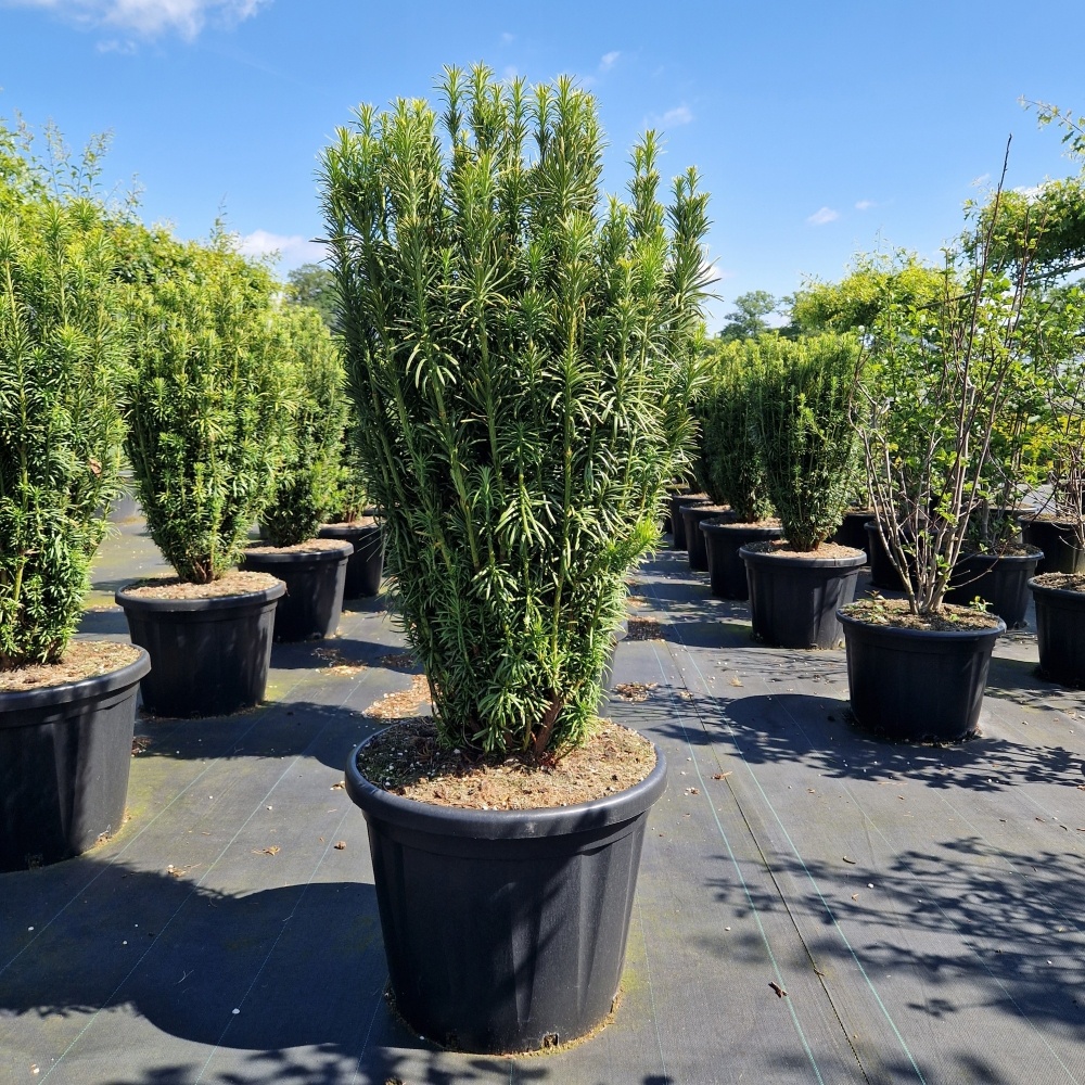 Cephalotaxus harr. 'Fastigiata', D 60 cm